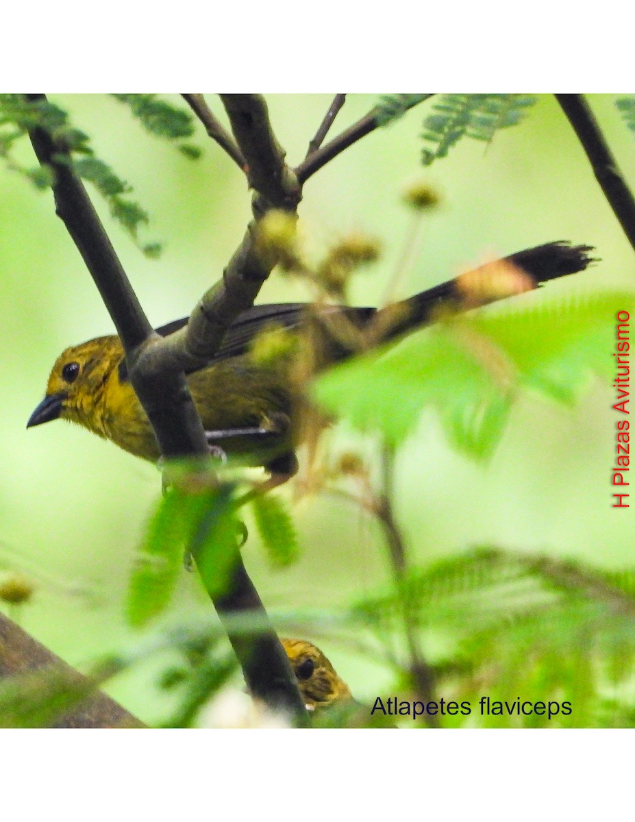 Yellow-headed Brushfinch - ML644587545