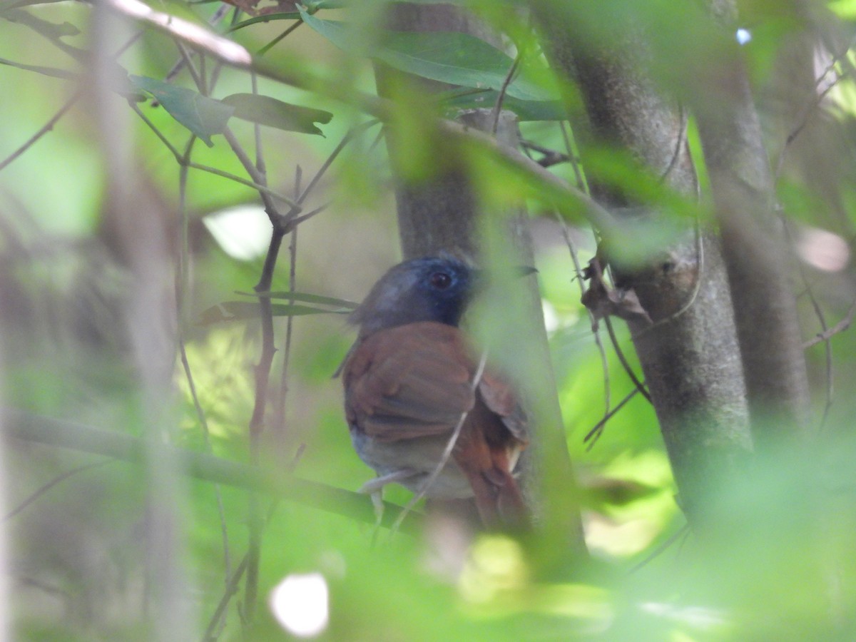 White-bellied Antbird - ML644587546
