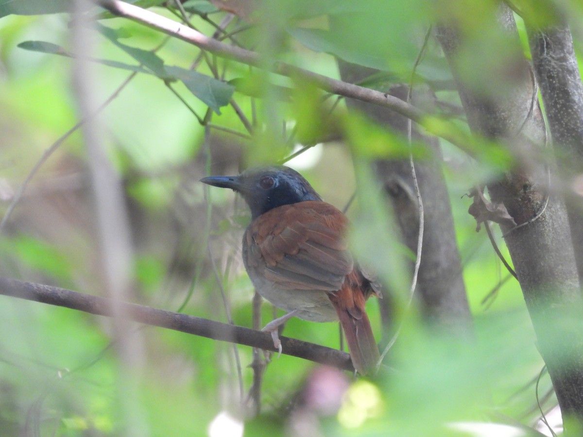 White-bellied Antbird - ML644587547