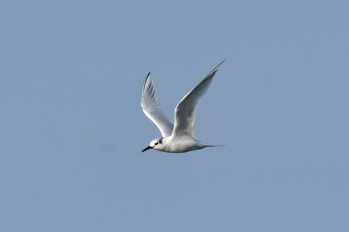 Sandwich Tern - ML644587552