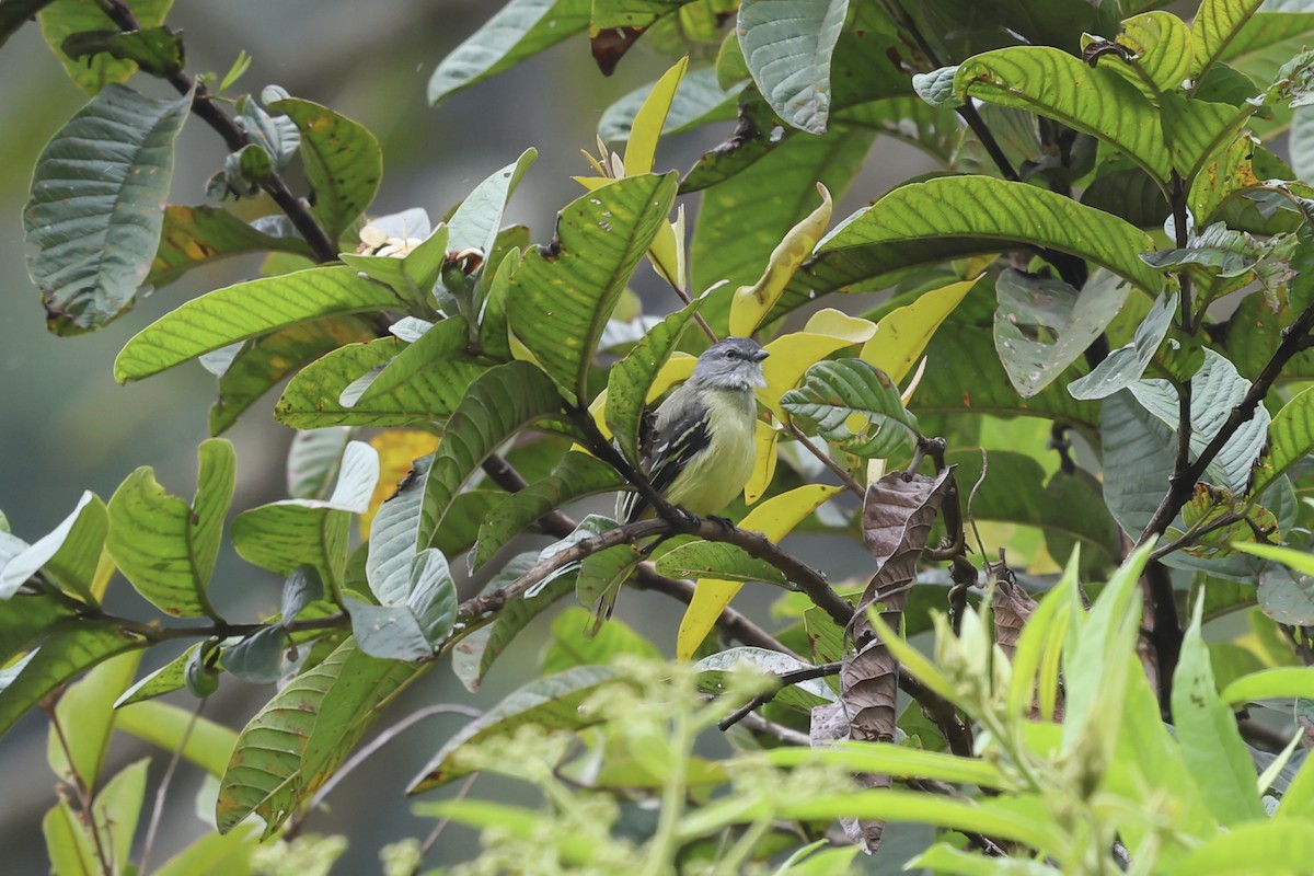 Yellow-crowned Tyrannulet - ML644587553