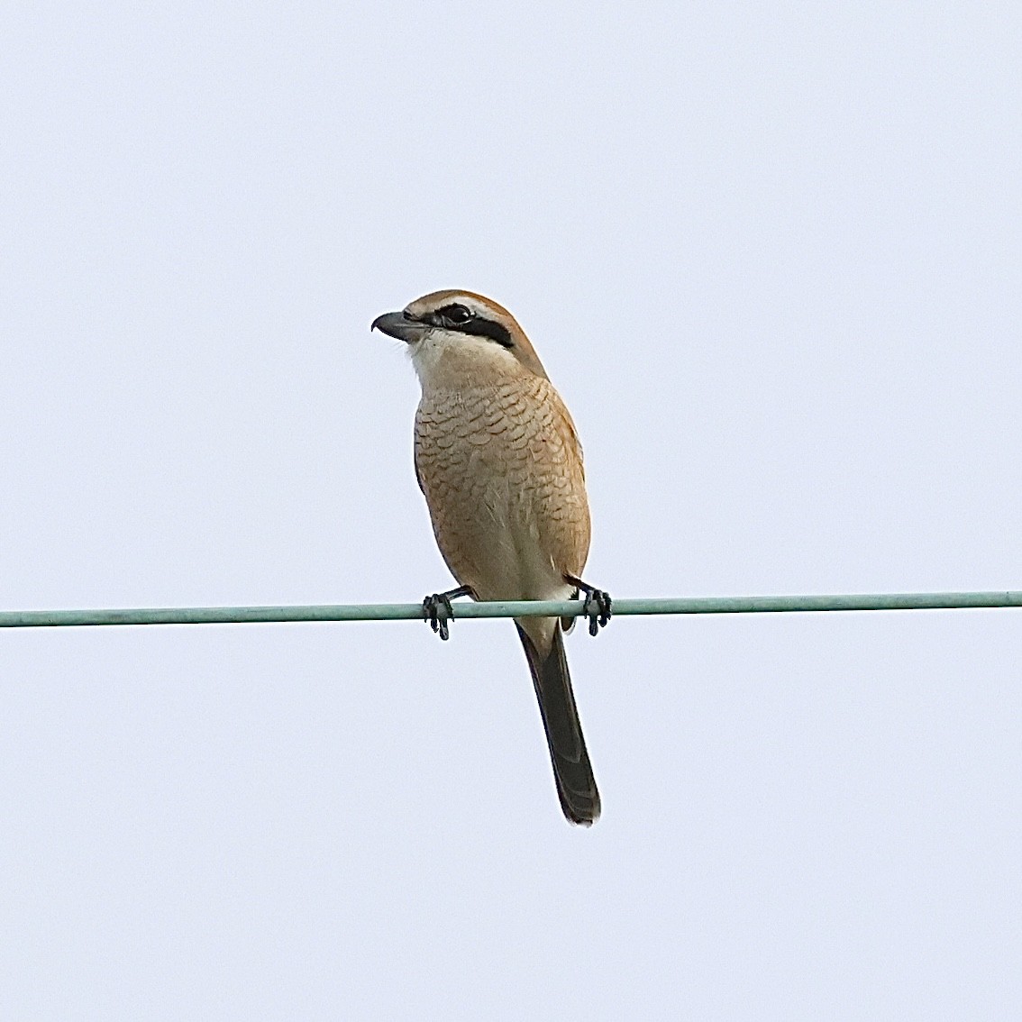 Bull-headed Shrike - ML644587554