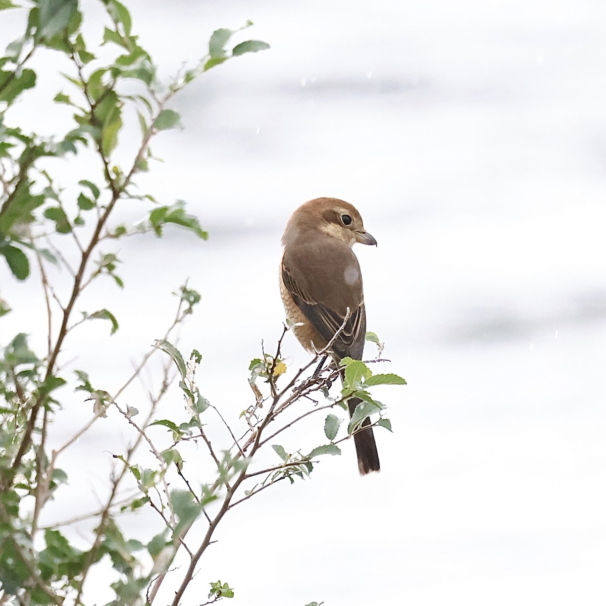 Bull-headed Shrike - ML644587555