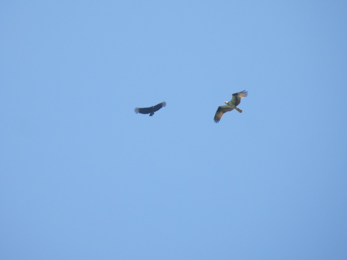 Osprey - ML644587557