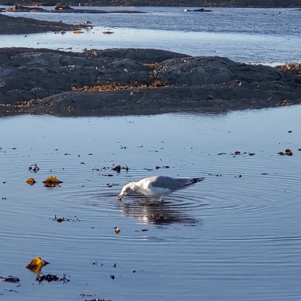 Halkalı Martı - ML644587564