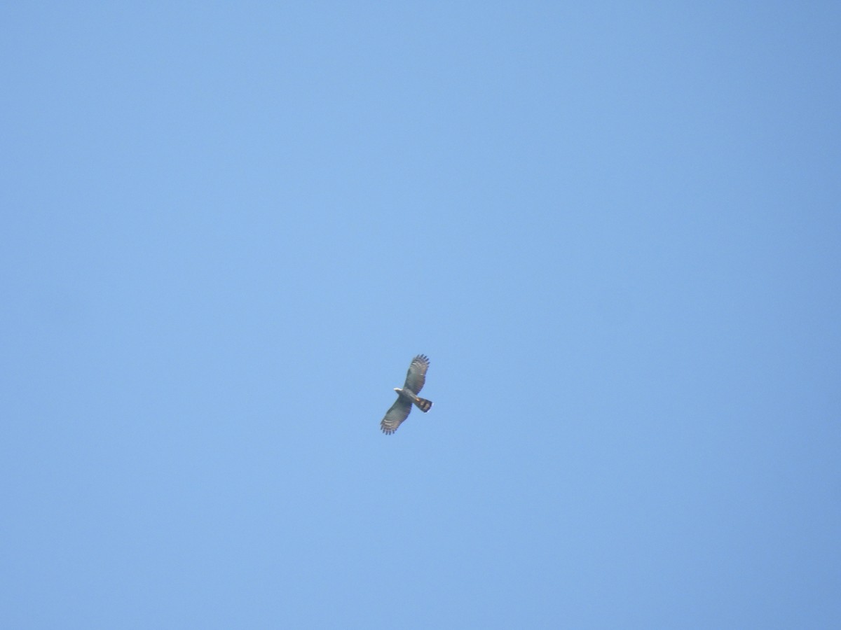 hákozobec neotropický - ML644587565