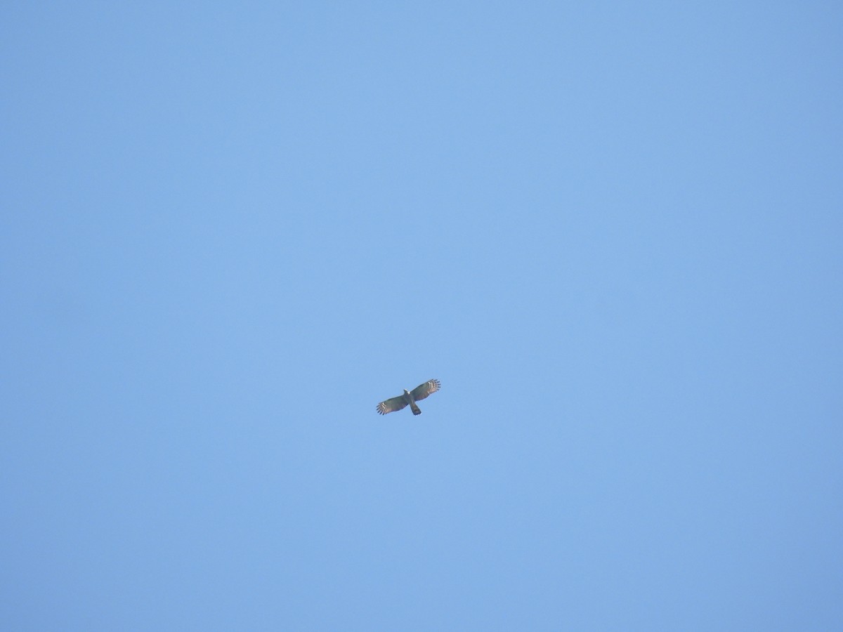 hákozobec neotropický - ML644587566