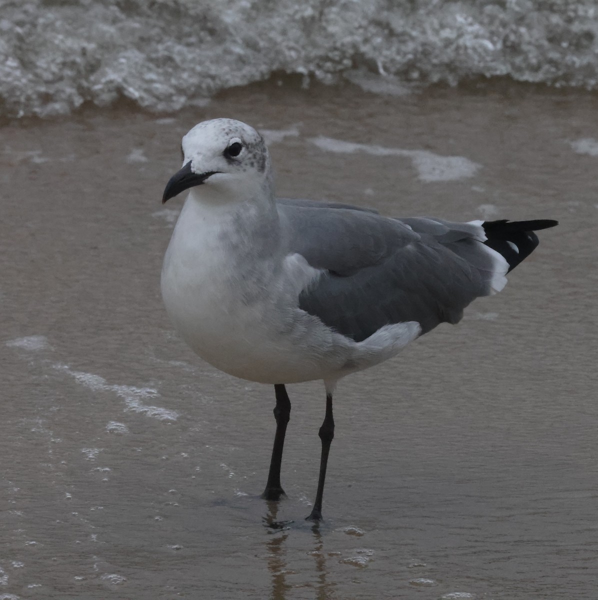 Gaviota Guanaguanare - ML644587587