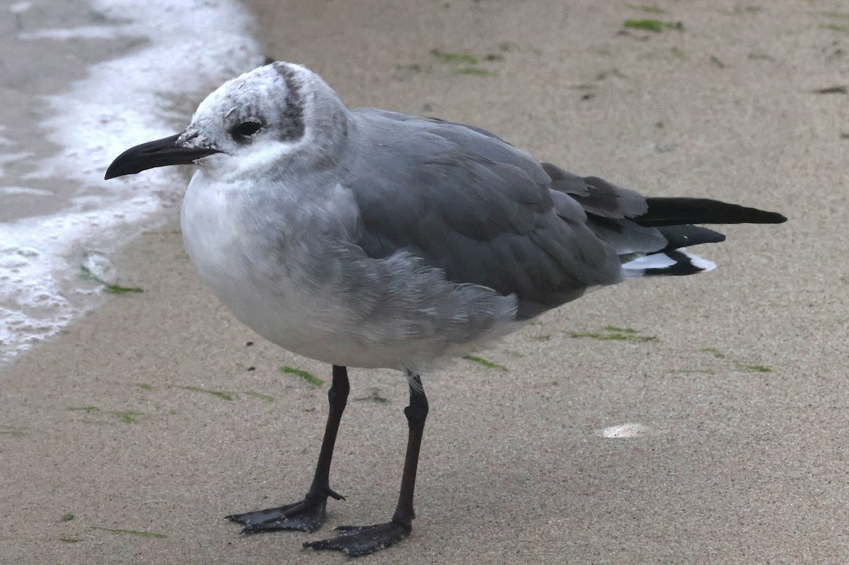 Gaviota Guanaguanare - ML644587588
