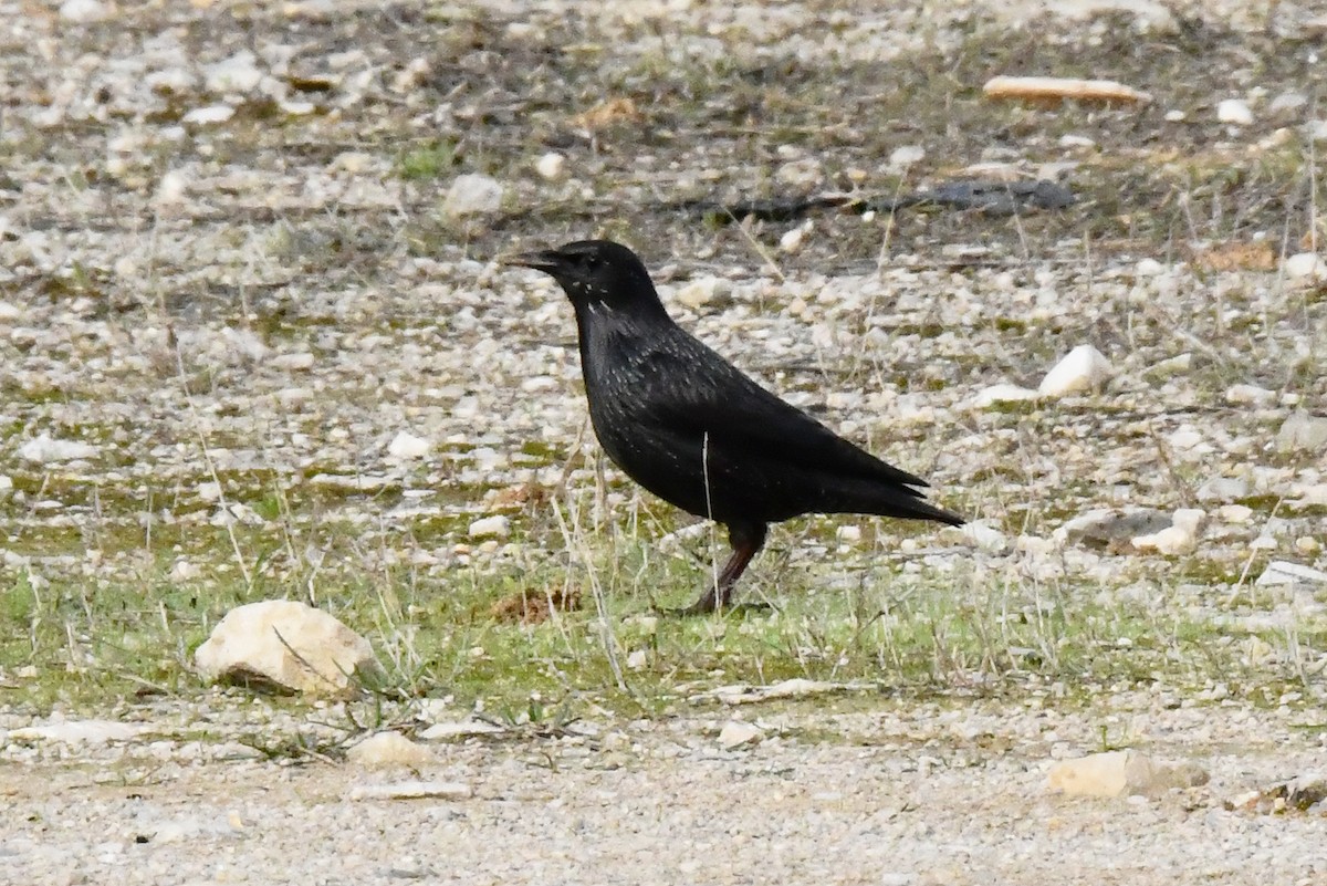 Étourneau unicolore - ML644587590