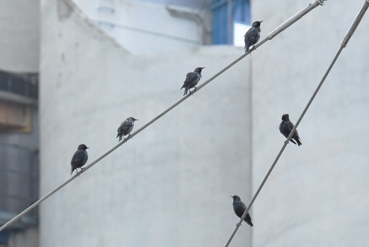 Étourneau unicolore - ML644587591