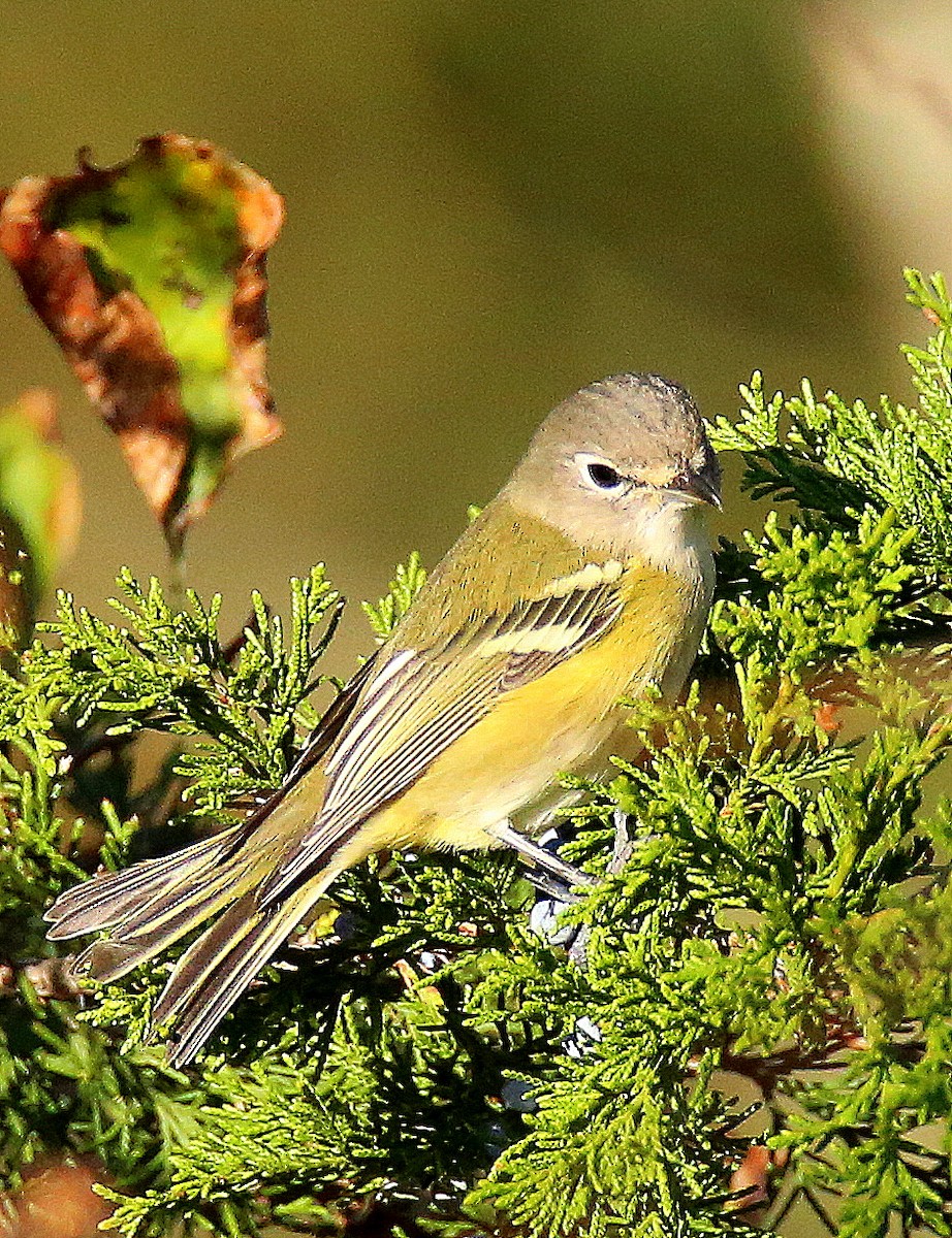Blue-headed Vireo - ML644587592
