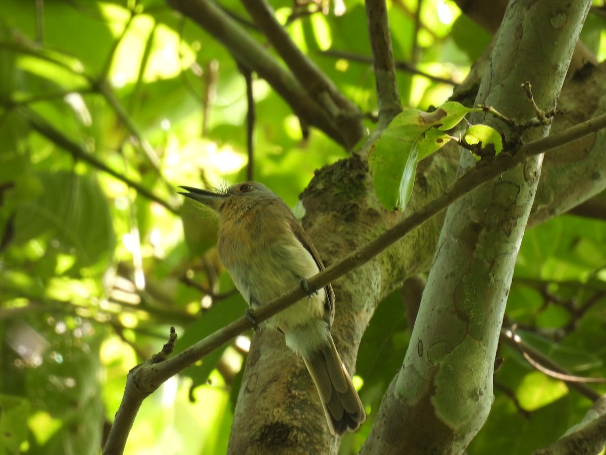 Gray-cheeked Nunlet - ML644587593