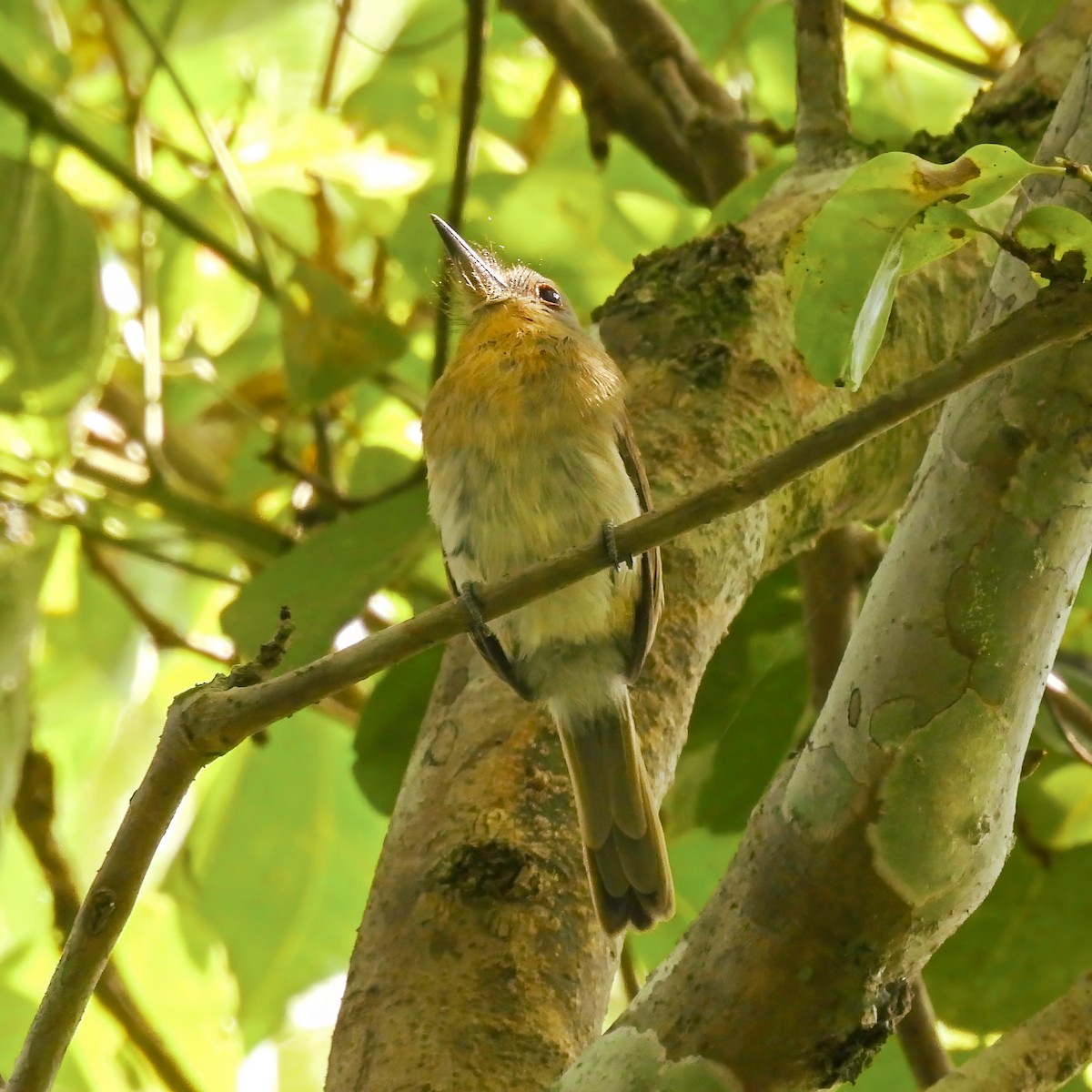 Gray-cheeked Nunlet - ML644587594