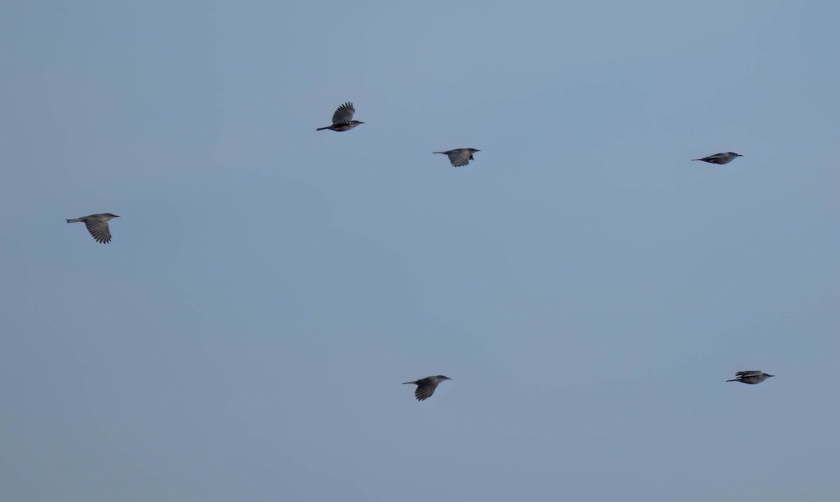 Pinyon Jay - ML644587599