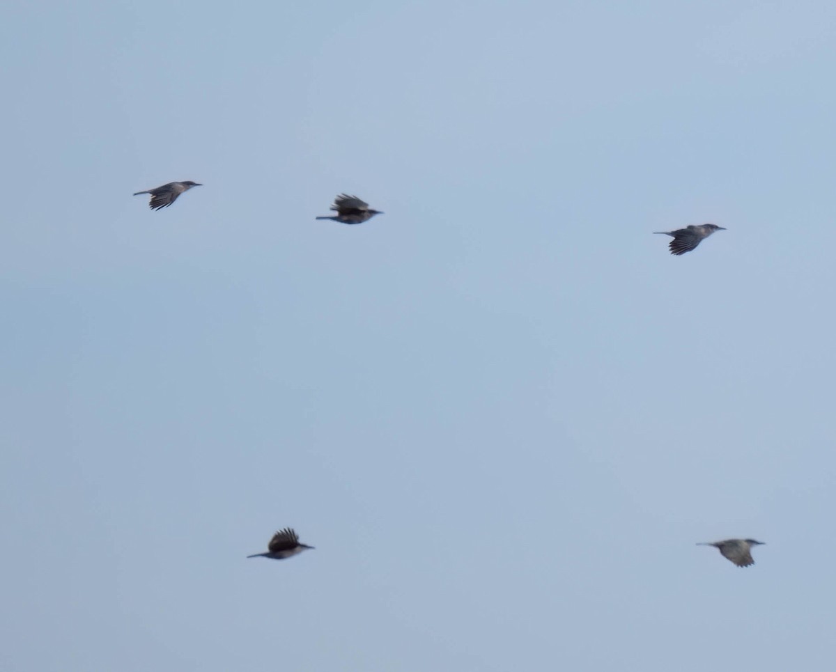 Pinyon Jay - ML644587600