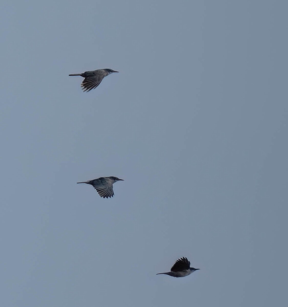 Pinyon Jay - ML644587601