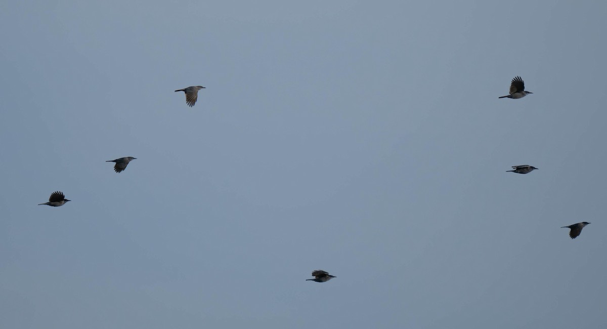 Pinyon Jay - ML644587602