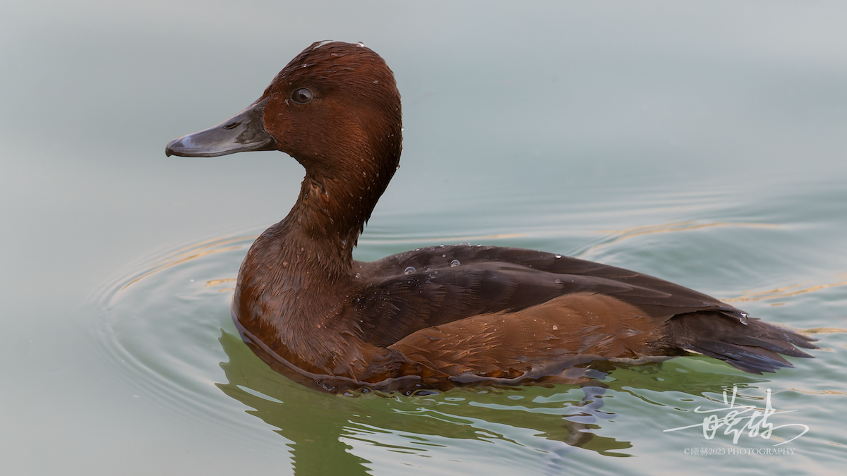 Ундар шумбуур - ML644587614