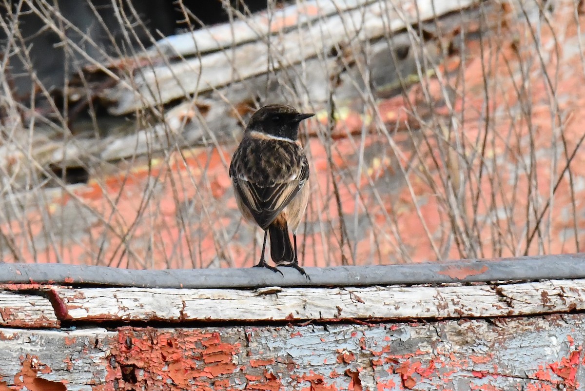 European Stonechat - ML644587615