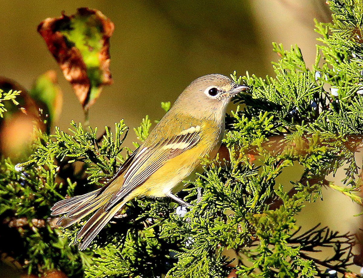 Blue-headed Vireo - ML644587616