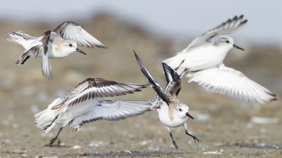 Sanderling - ML644587617