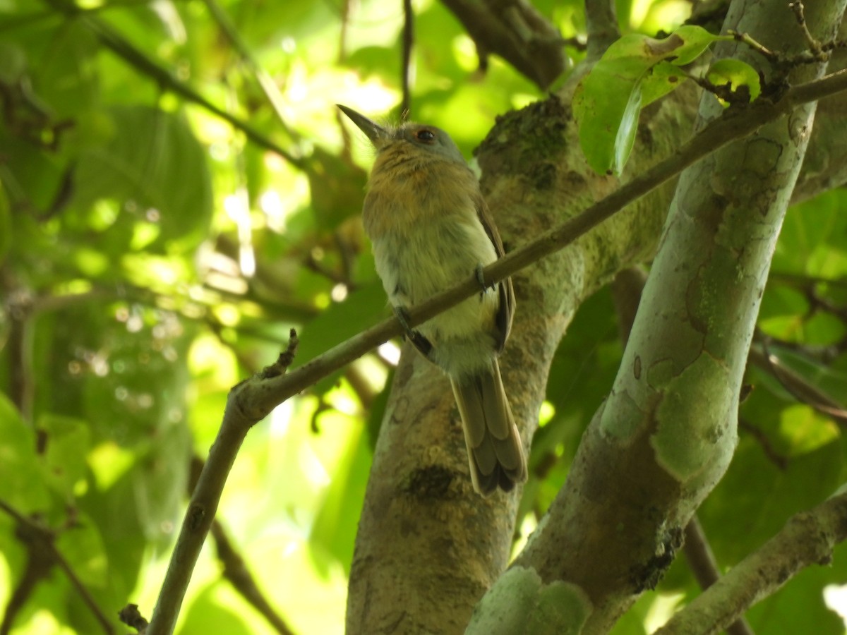 Gray-cheeked Nunlet - ML644587619