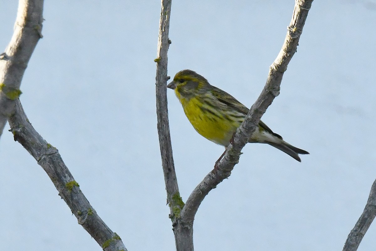 Girlitz - ML644587620