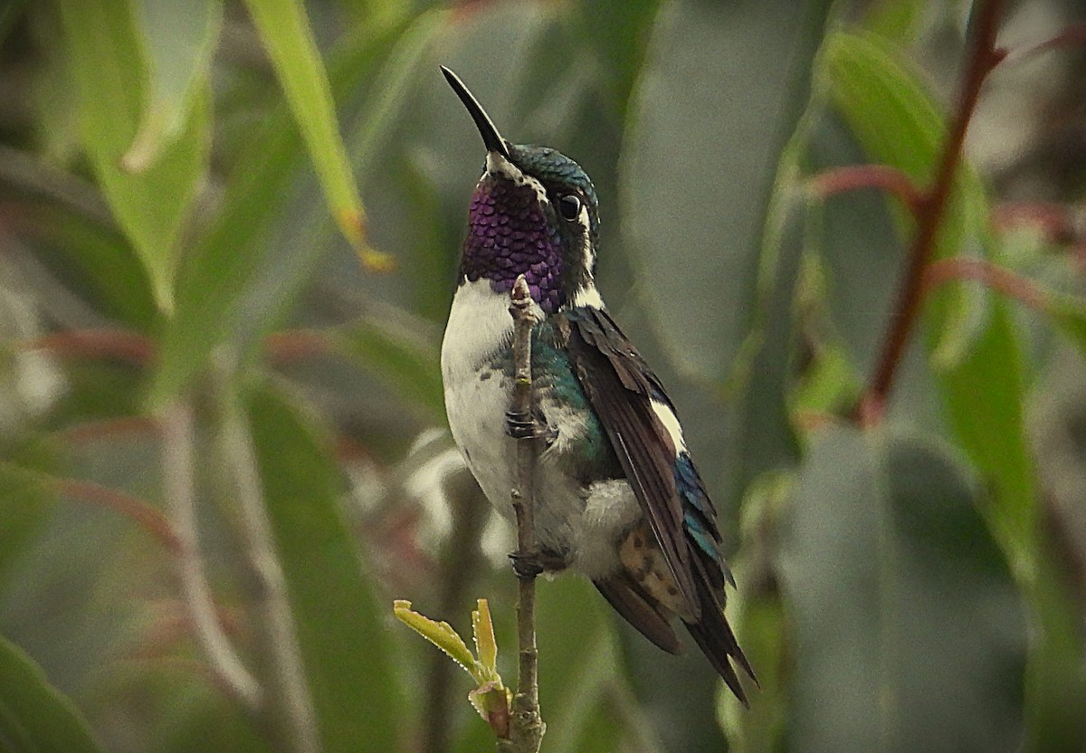 Ak Göbekli Ormanyıldızı - ML644587625