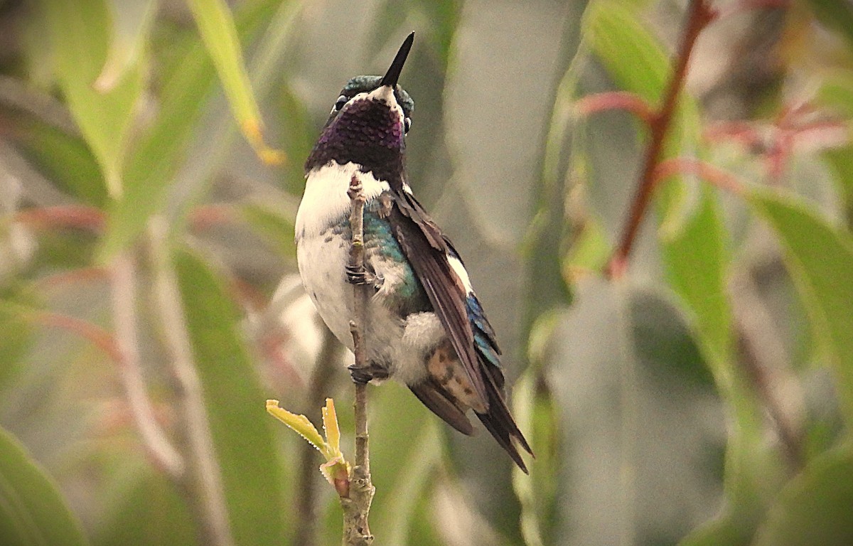 Ak Göbekli Ormanyıldızı - ML644587626