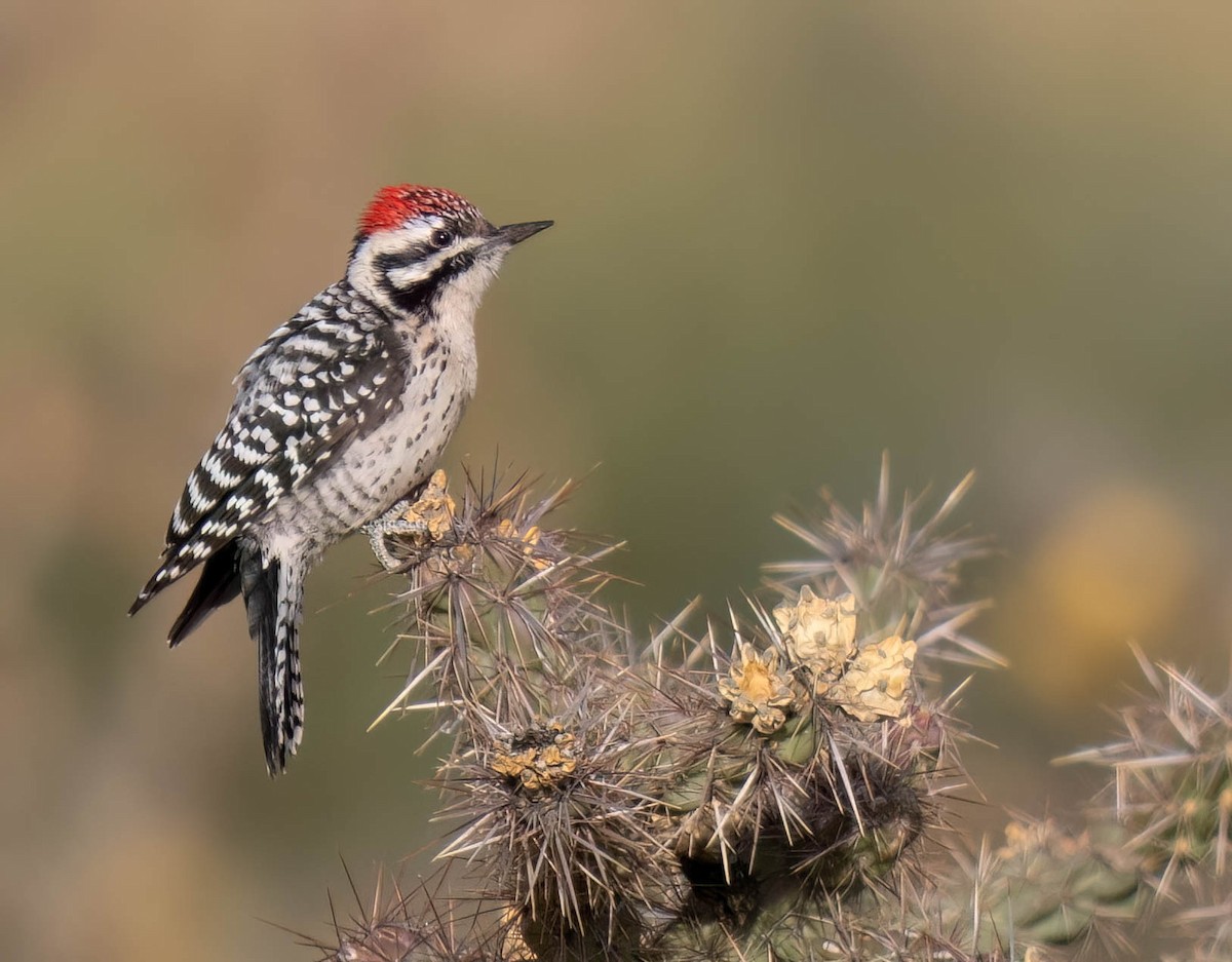 Дятел техаський - ML644587627