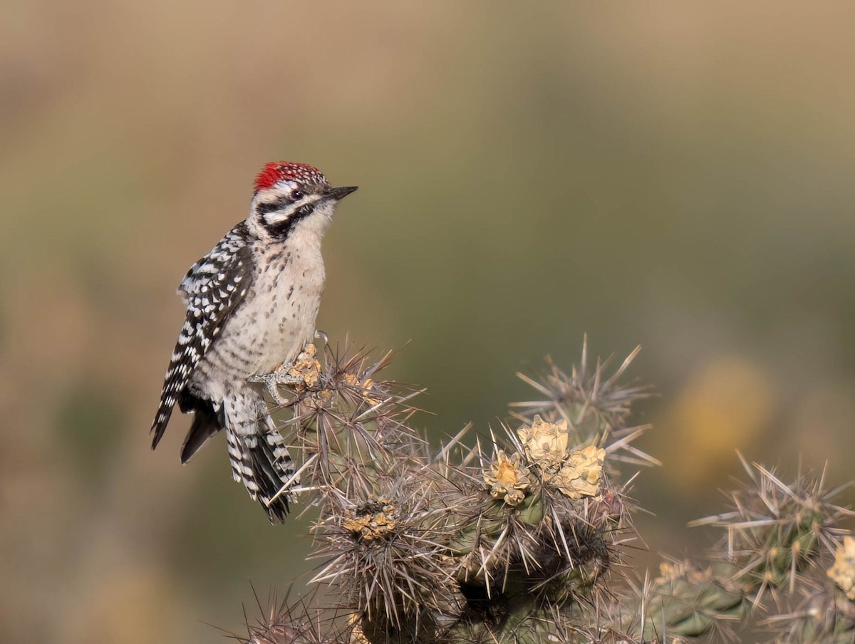 Дятел техаський - ML644587641