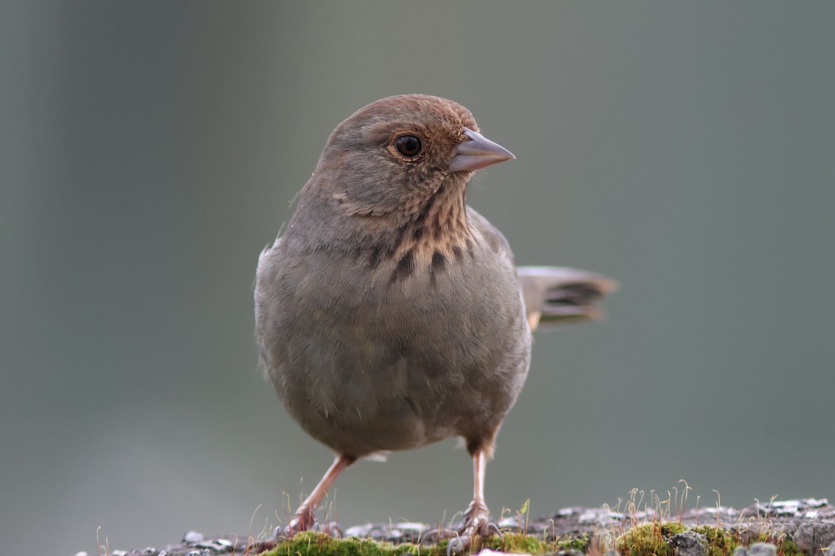 California Towhee - ML644587643