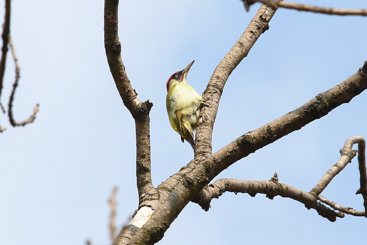 Зелёный дятел (viridis/karelini) - ML644587644