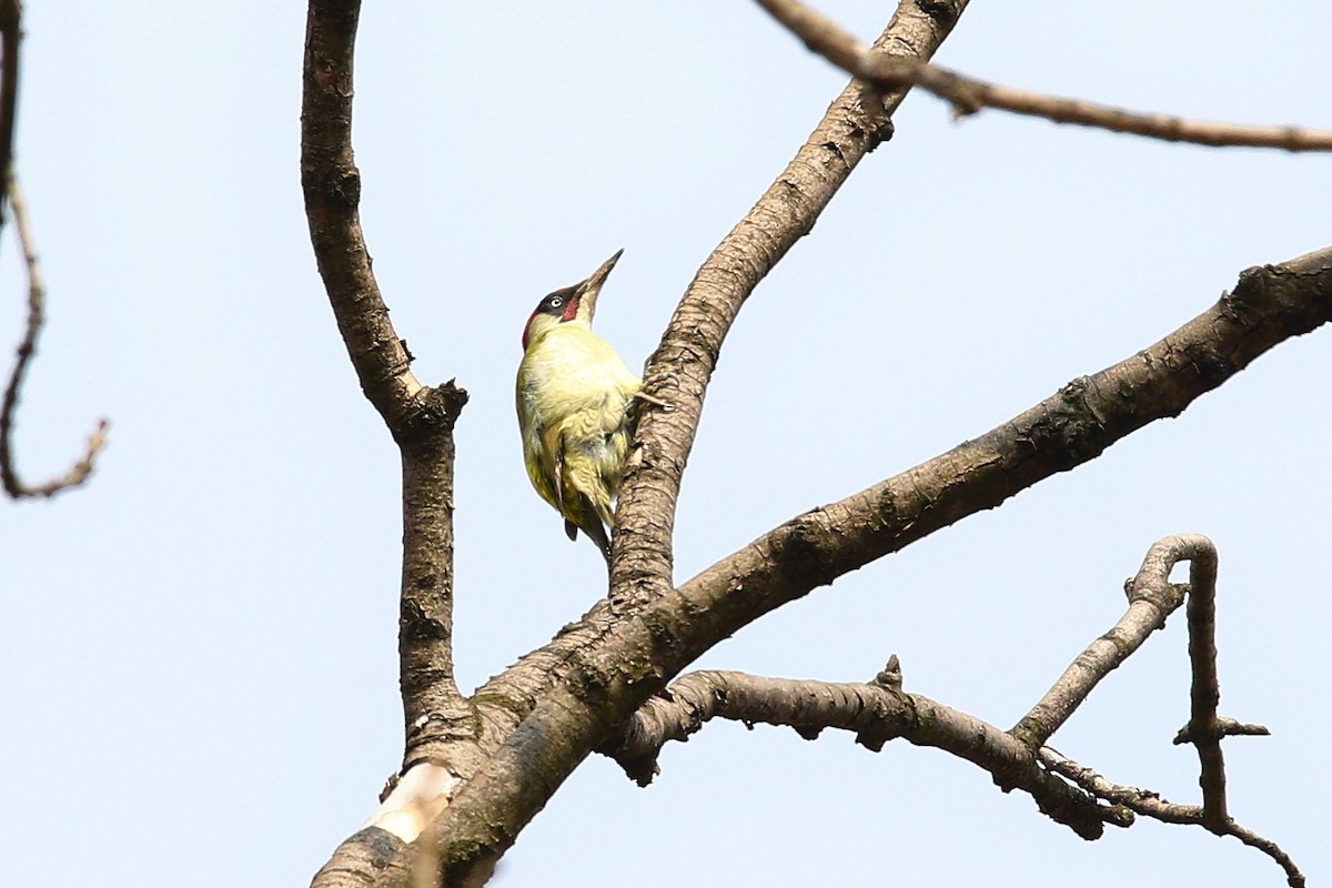 Зелёный дятел (viridis/karelini) - ML644587647