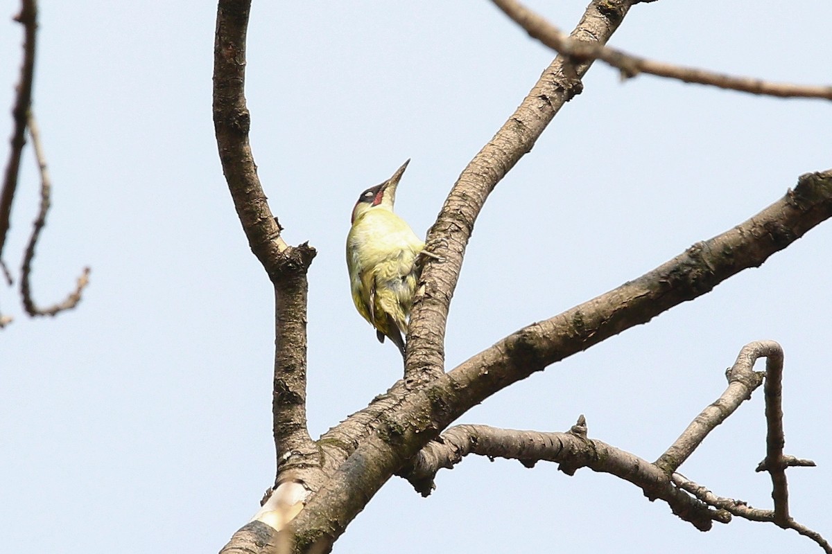 Зелёный дятел (viridis/karelini) - ML644587649