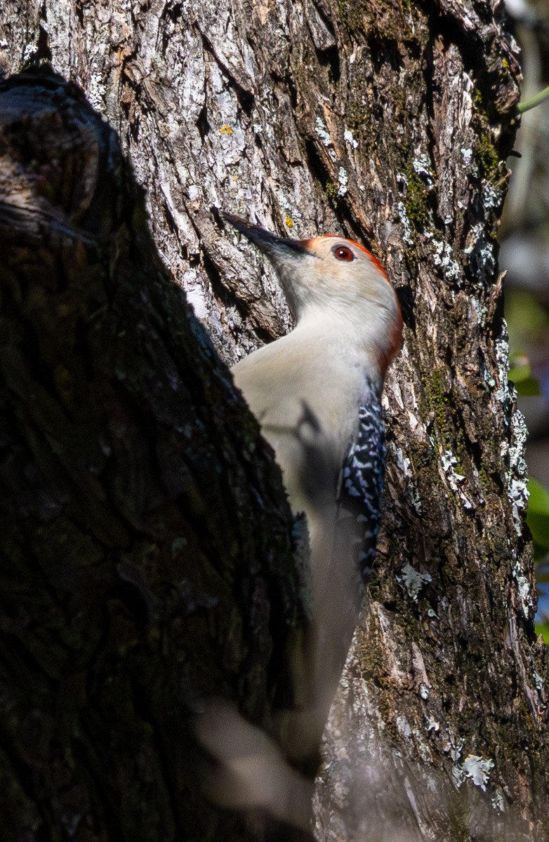 Carolinaspecht - ML644587652