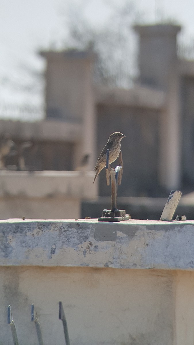 Йеменский канареечник - ML644587676