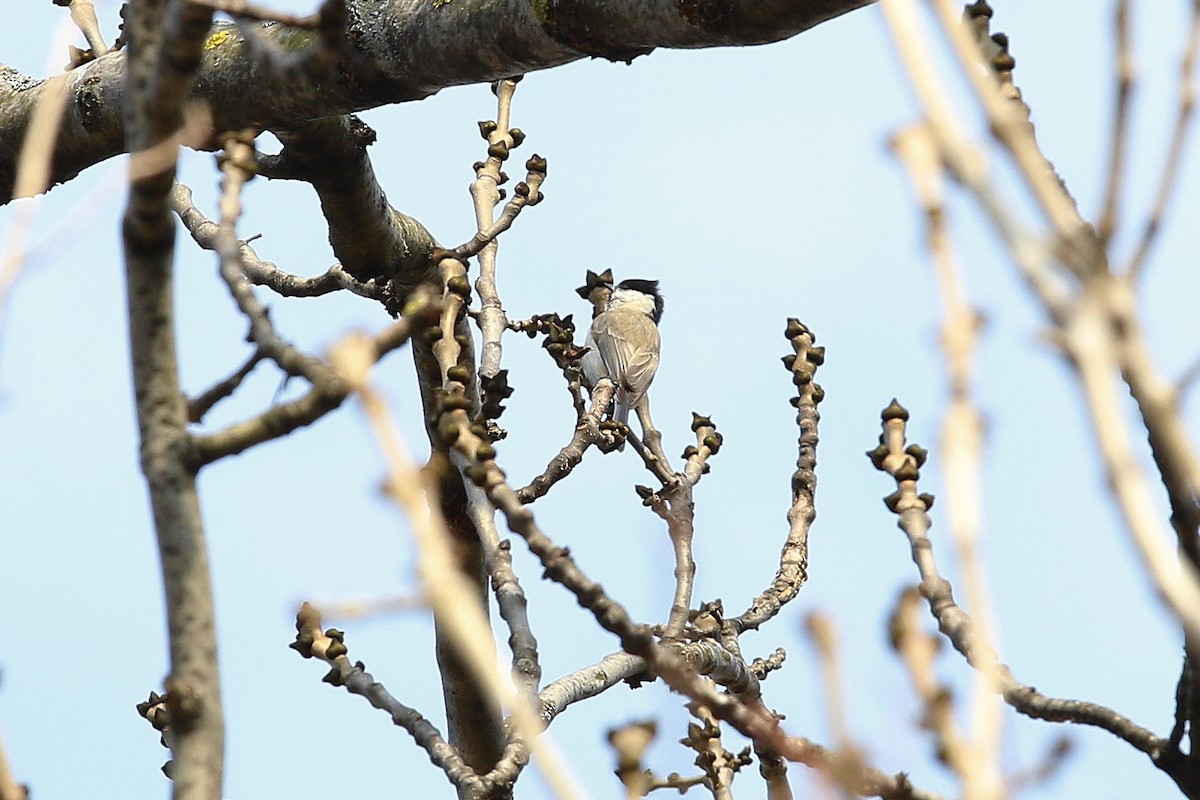 Черноголовая гаичка - ML644587677