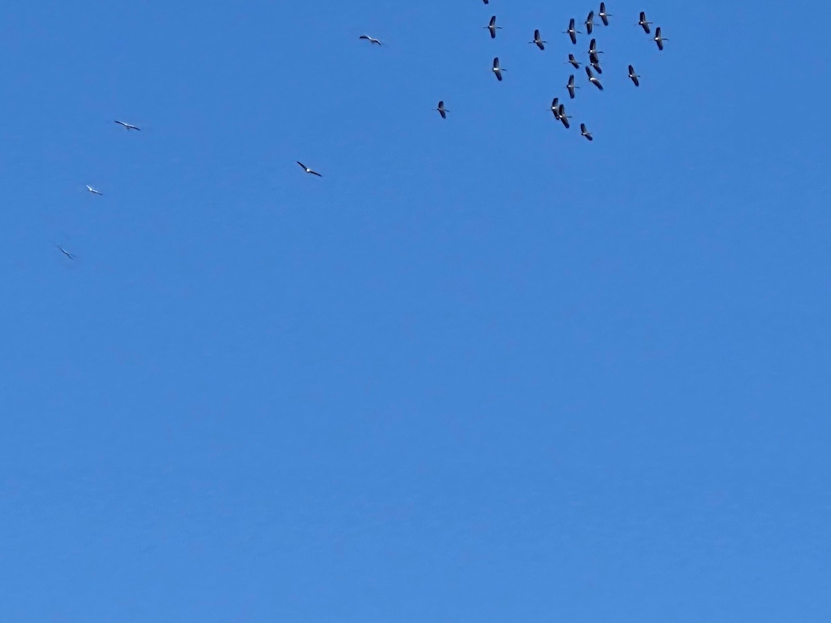 Tantalo amerikarra - ML644587678