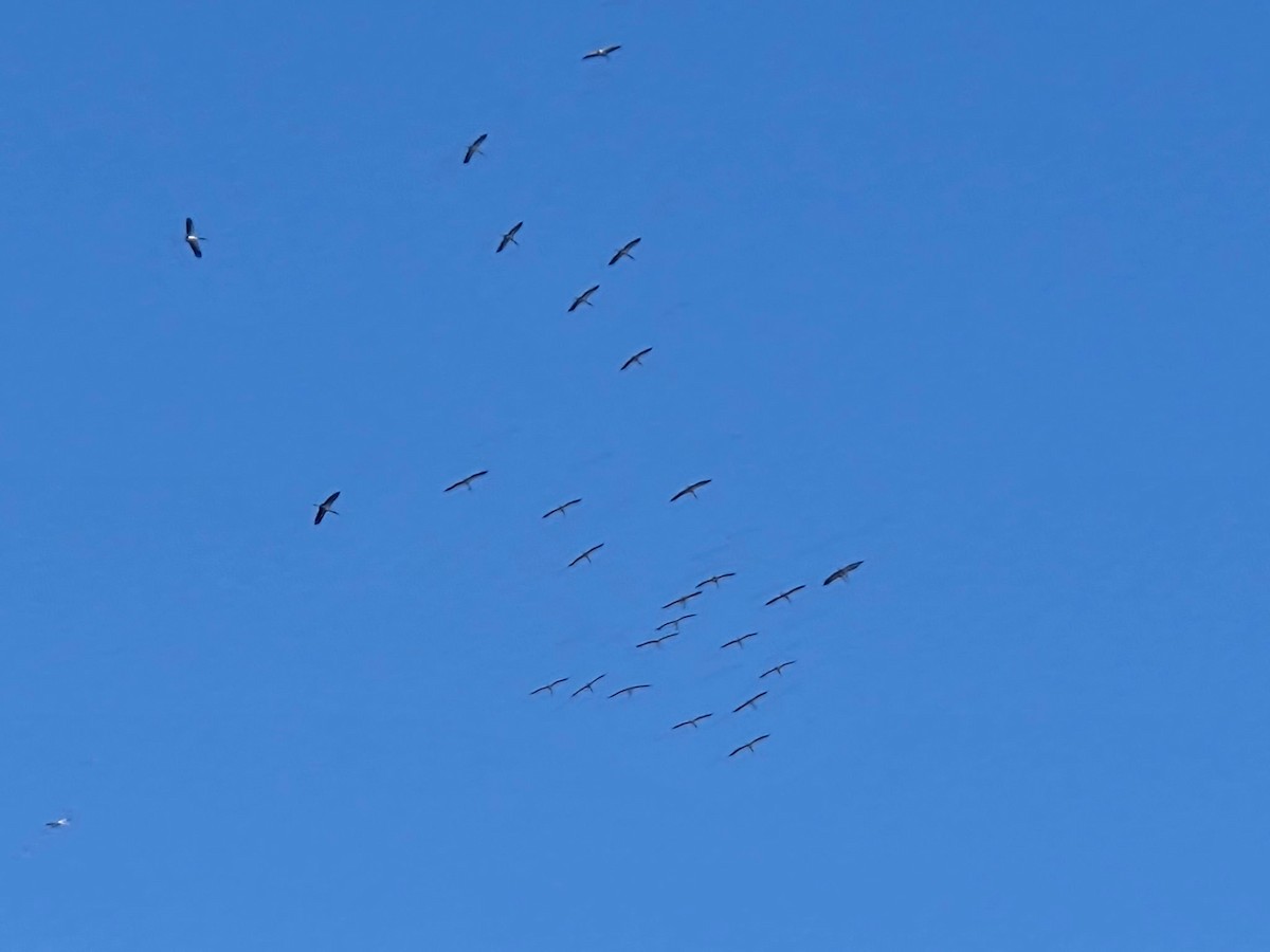 Tantalo amerikarra - ML644587679