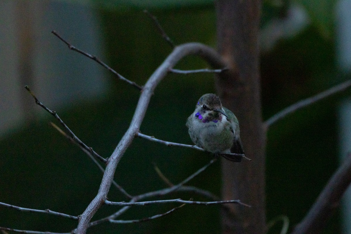 Фиалковый калипсо - ML644587682