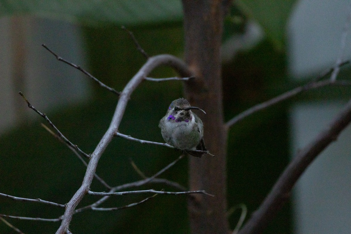 Фиалковый калипсо - ML644587686