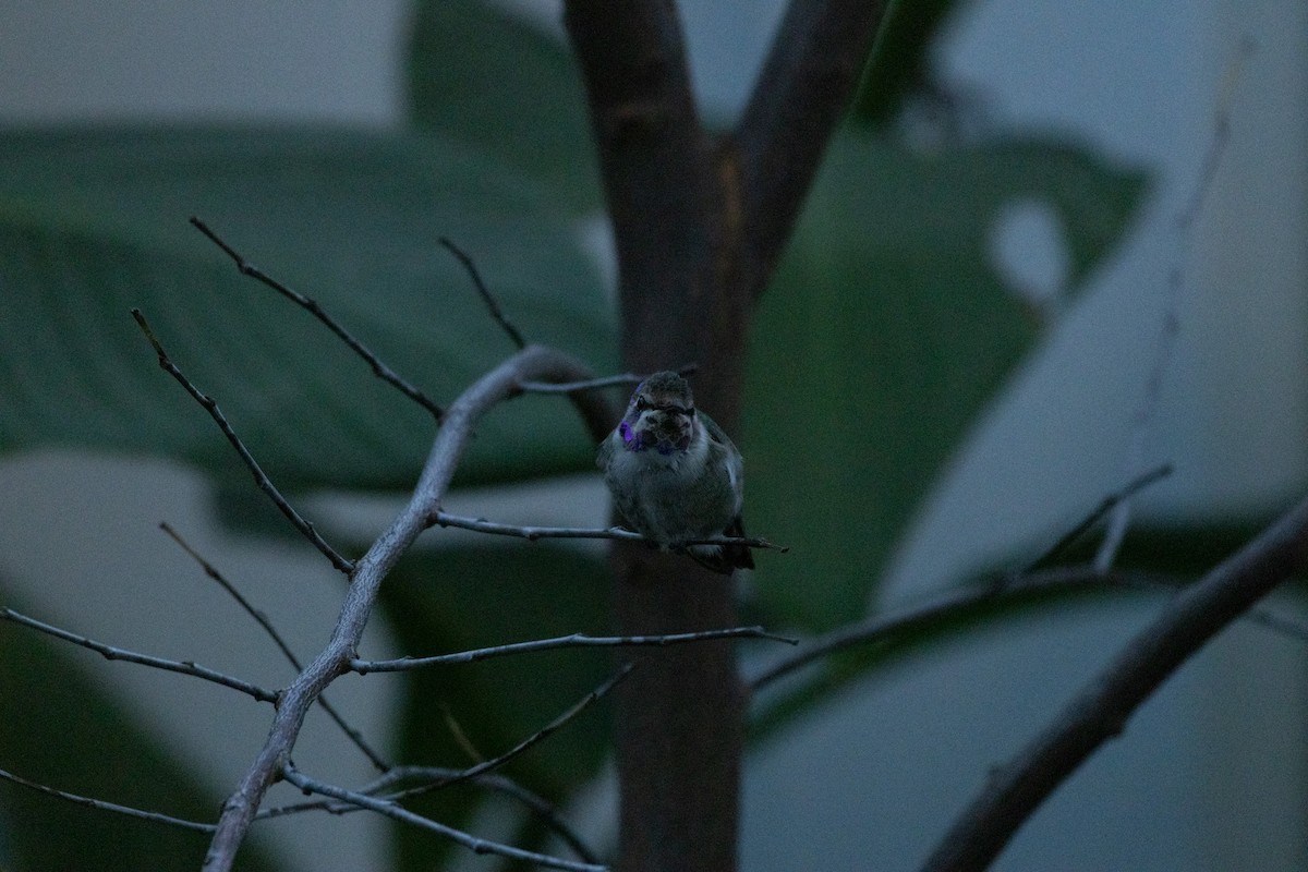 Фиалковый калипсо - ML644587688