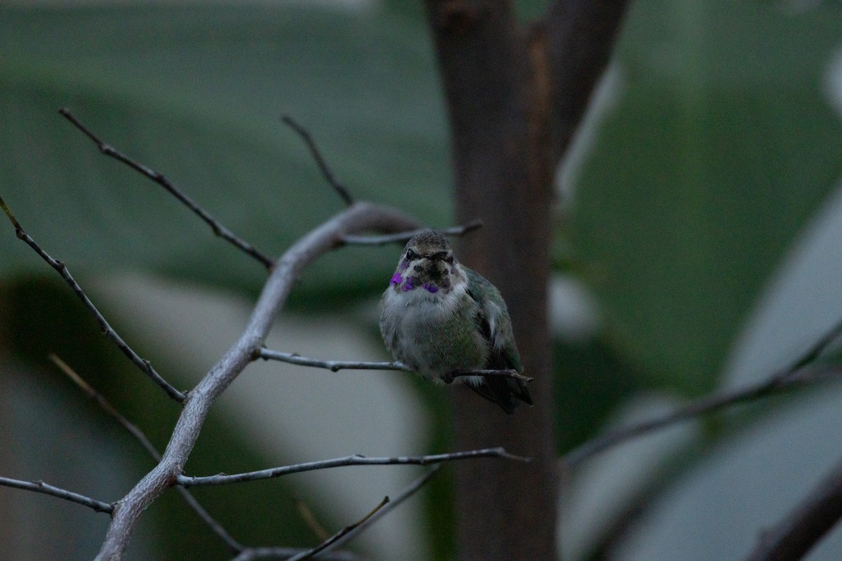 Фиалковый калипсо - ML644587689