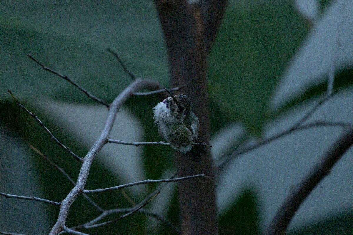 Фиалковый калипсо - ML644587692