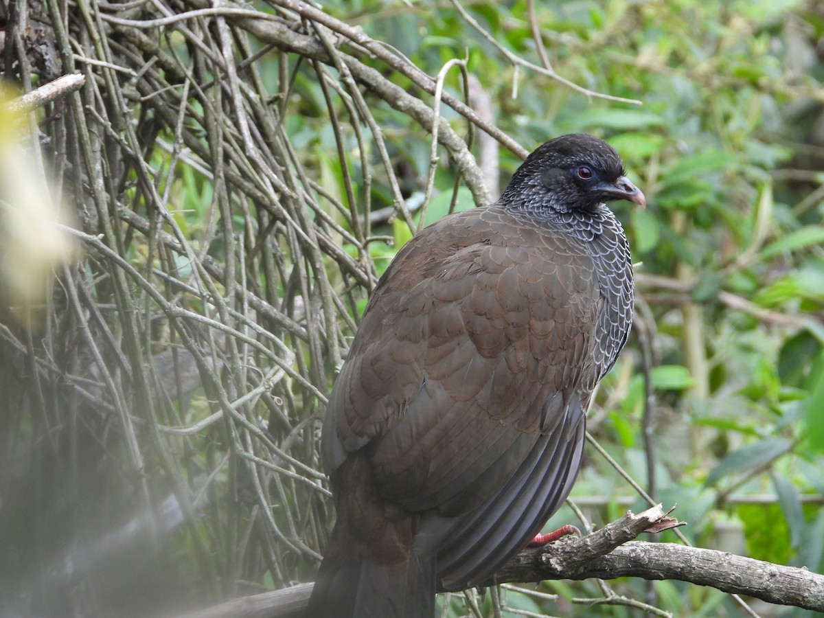 Пенелопа андська - ML644587693