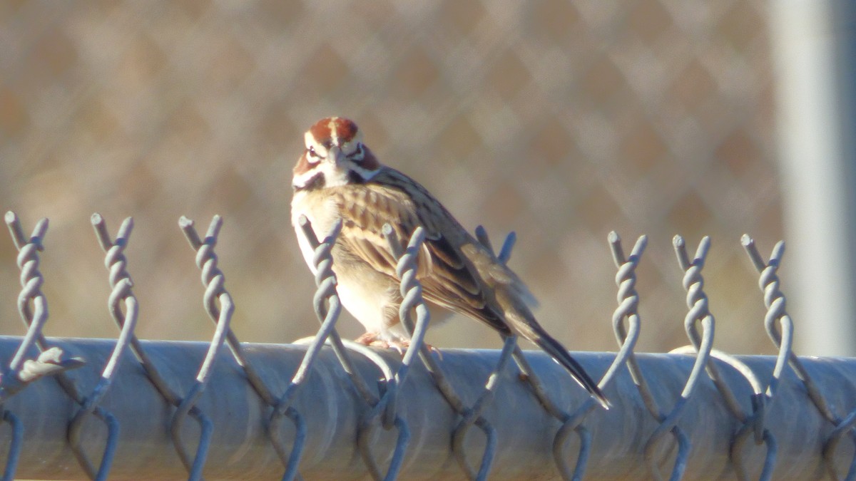 Lark Sparrow - ML644587702