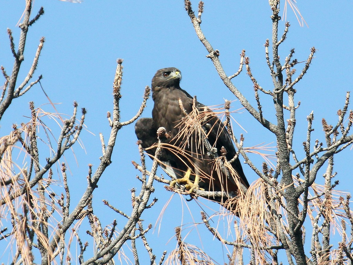 Busardo Colirrojo (calurus/alascensis) - ML644587703