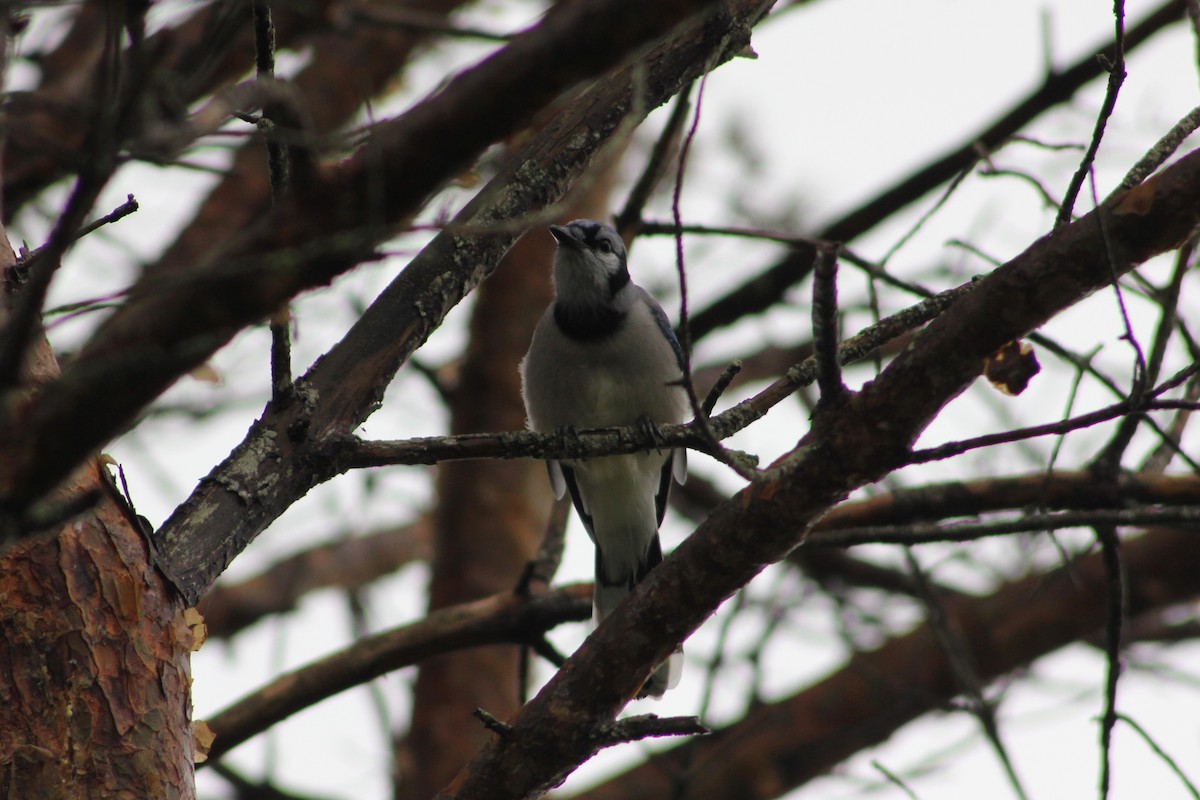 Blue Jay - ML644587720